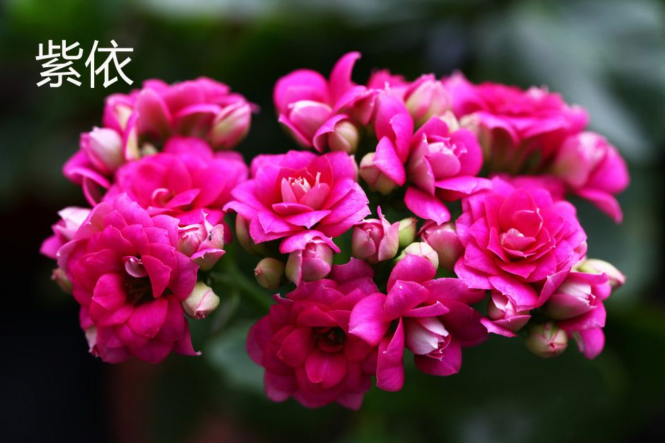 长寿花有多少品种