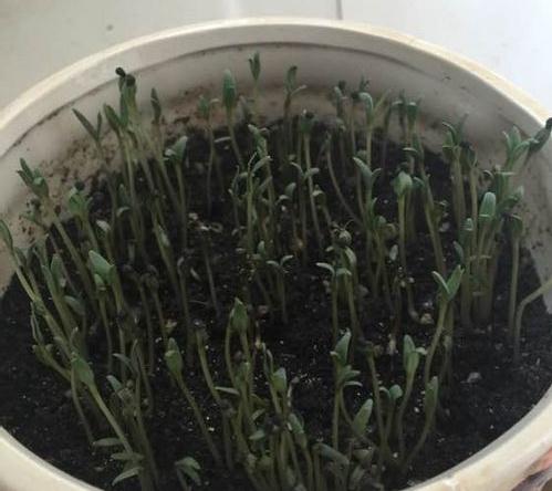 满天星种子的种植方法 - 花百科