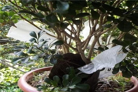 米兰花怎么换盆 - 花百科