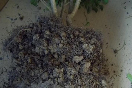 米兰花怎么换盆 - 花百科