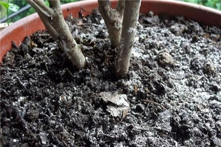 米兰花怎么换盆 - 花百科