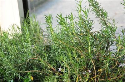 迷迭香什么时候开花