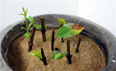 石榴花怎么扦插 - 花百科