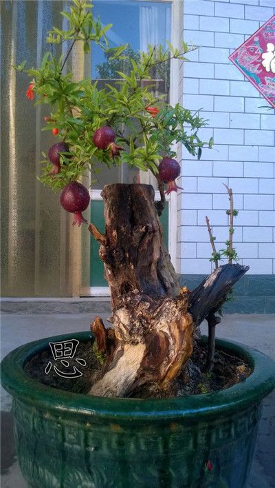 石榴花怎么嫁接