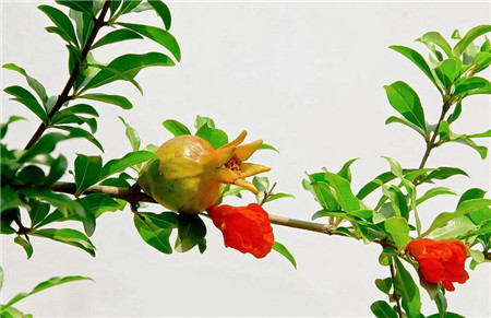 石榴花的四季养护方法