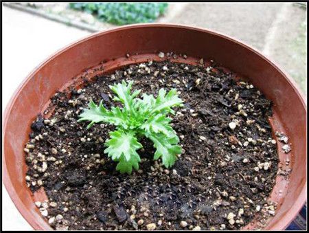 白晶菊的种植方法