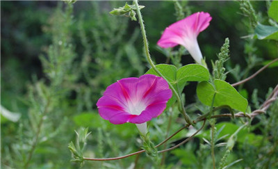 牵牛花的花语及传说 - 花百科