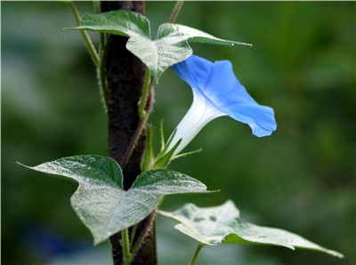 牵牛花什么时候开花