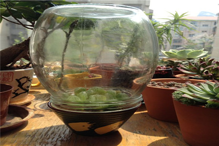 玉露闷养的注意事项 - 花百科