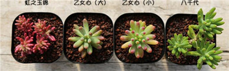 虹之玉,乙女心,八千代怎么区分