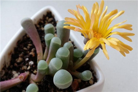 五十铃玉开花会死吗