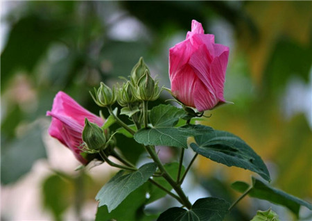 芙蓉花的花语是什么