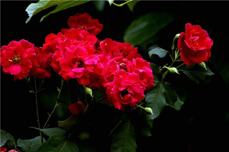 红色的花朵给人热情奔放的感觉,红蔷薇的花语是热恋,适合在求爱时使用