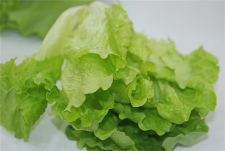 阳台生菜的品种选择