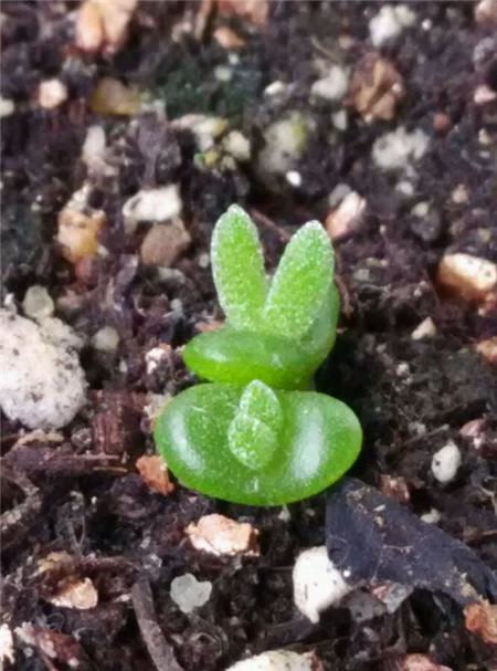 养花知识 养花技巧 碧光环怎么播种  播种的时候要将种子均匀的覆盖在