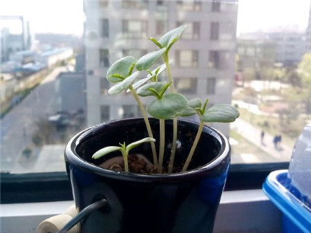凤仙花苗徒长了怎么办