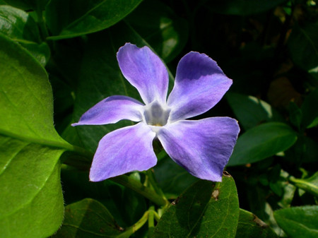 长春蔓开花吗
