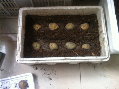 阳台土豆的种植方法
