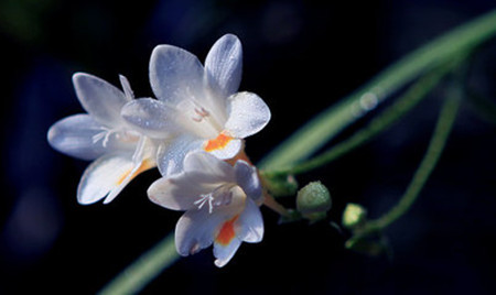 小苍兰开花及花期