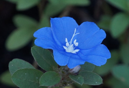 蓝星花什么时候开花