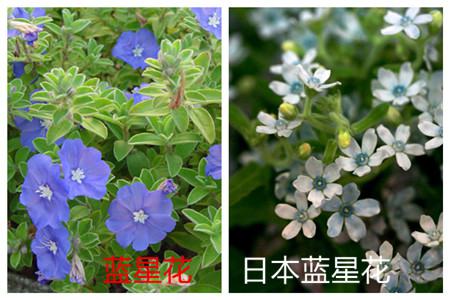 蓝星花和日本蓝星花的花朵不同