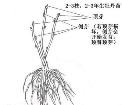 牡丹花的修剪方法