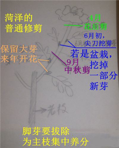 牡丹花的修剪方法