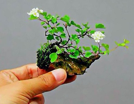 微型盆景的制作步骤