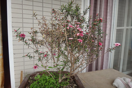 松红梅叶子发黄怎么办