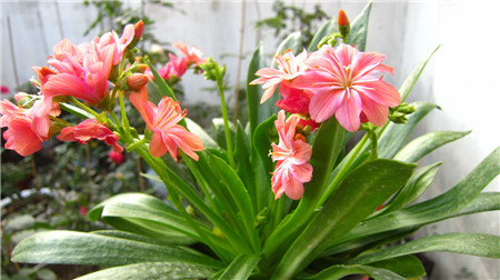 露薇花怎么养