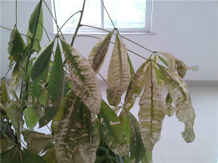 发财树叶子发黄怎么办 - 花百科