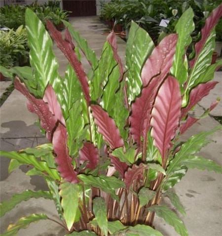 紫背竹芋的价值