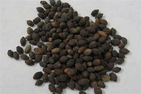 茉莉花种子怎么种