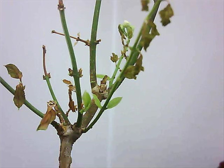 茉莉花掉叶子怎么办