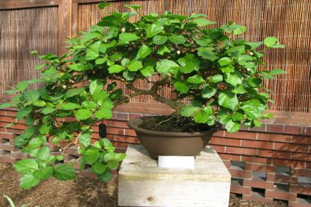 茉莉花的养殖方法