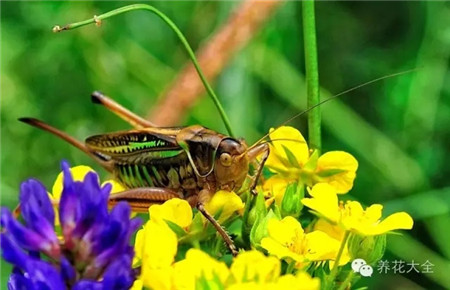 陪伴童年的20只昆虫，好怀念 - 花百科