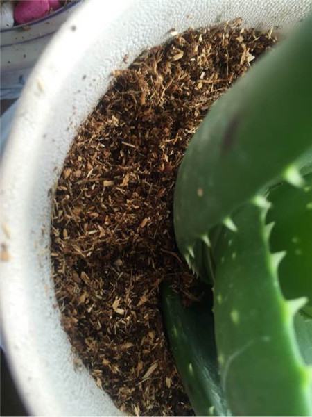 自己养的芦荟涂脸步骤_芦荟怎么养