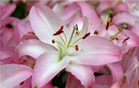 百合花怎么种植和养护