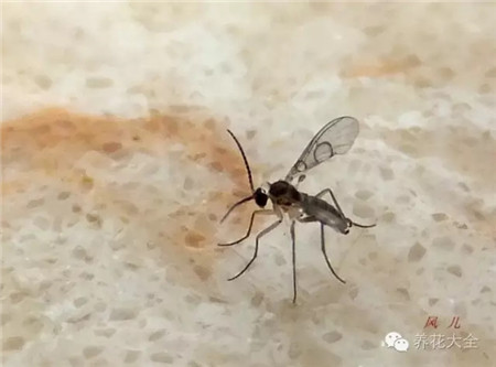 教你彻底消灭恼人的小黑飞 - 花百科