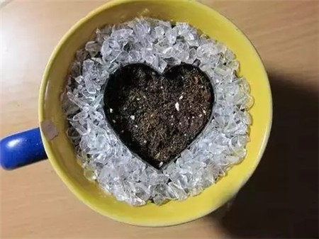 火龙果种子盆栽的种植方法 - 花百科