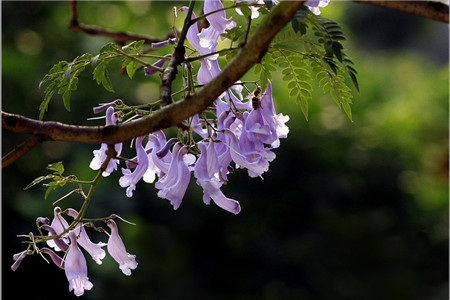 蓝花楹的花语