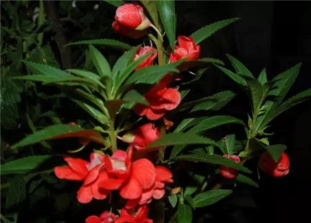 凤仙花 凤仙花