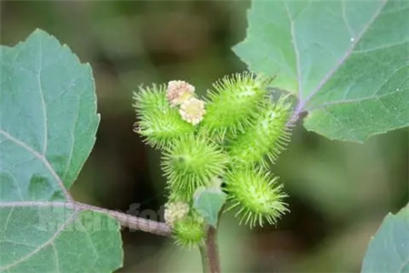 苍耳 苍耳
