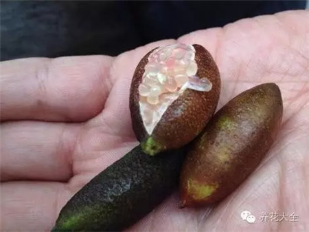 澳洲指橙 澳洲指橙