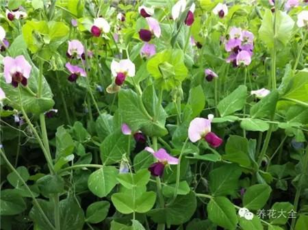 豌豆开花 豌豆开花