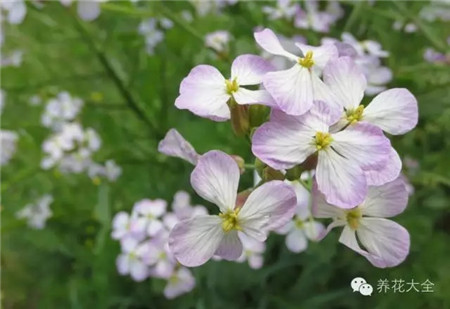 萝卜开花 萝卜开花