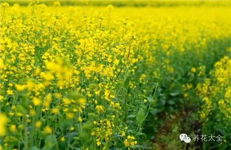 油菜花田 油菜花田