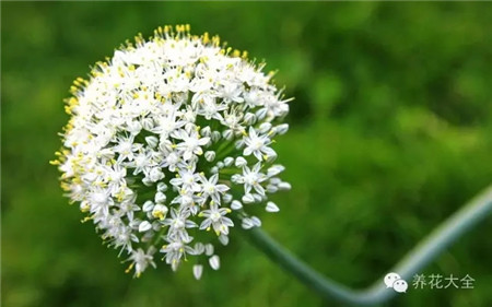 葱花 葱花