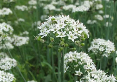 韭菜花 韭菜花