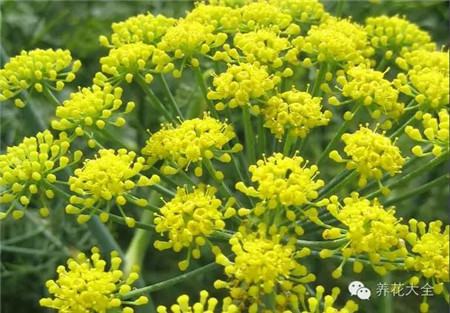 茴香花 茴香花
